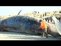Whale Explodes In Man S Face February 2014