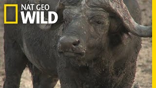 These African Buffalo Have Each Other's Backs | Nat Geo Wild by Nat Geo WILD