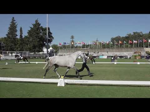 Descendência do Garanhão Escorial no FICPSL 2019