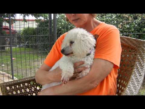 Gigi, an adopted Poodle in Houston, TX_image-1