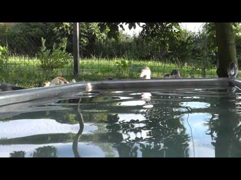 Kačica pižmová (Cairina moschata) — video o chove a starostlivosti