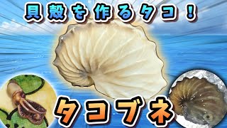 ビーチコーミング定番のお宝！貝殻を持つタコ「タコブネ」をご照覧あれ！【貝殻コレクション#1/ゆっくり解説】