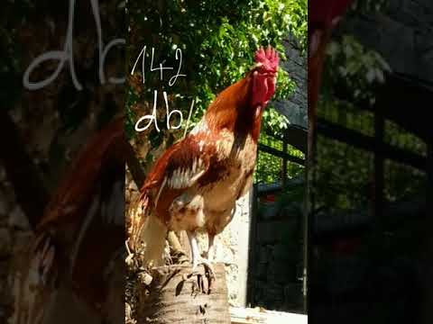 Rooster Crowing Loud - Maximum volume around 140 decibel