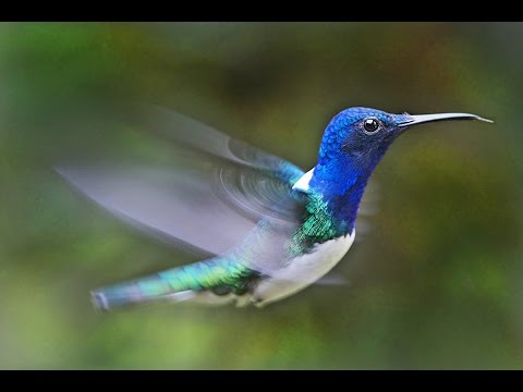 download lagu mp3 mp4 Pajaro Colibri, download mp3 Pajaro Colibri free download, download mp3 Pajaro Colibri