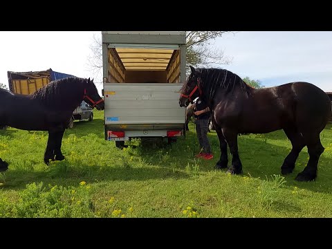 Caii dl.Marius de la Voitinel-Suceava 2021