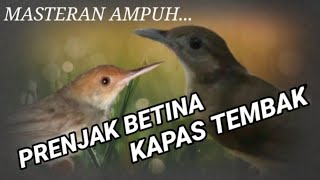 Download lagu PRENJAK BETINA VS KAPAS TEMBAK MASTERAN AMPUH mp3