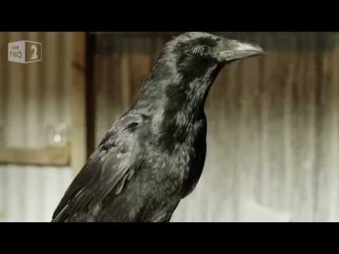 Gift giving crows - World's Weirdest Events: Episode 5 - BBC