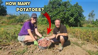 You won't believe how many potatoes we harvested