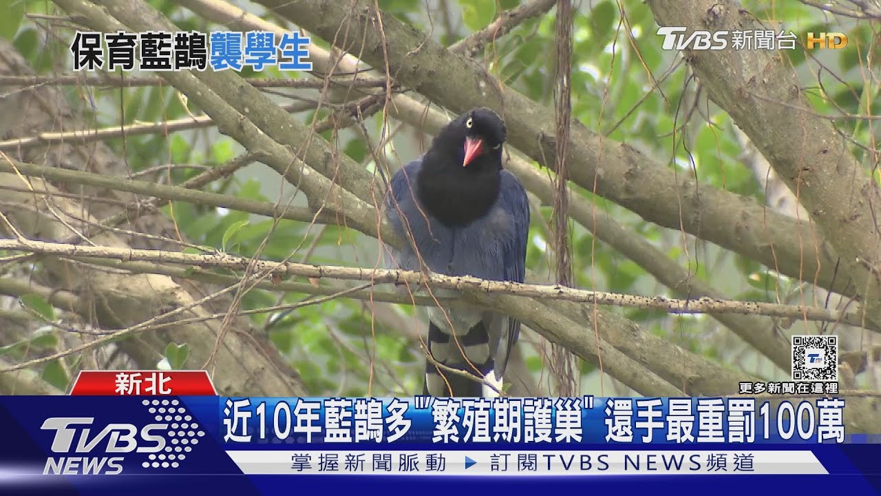 誰巴我頭?半小時5淡大生遇襲 元凶「台灣藍鵲」