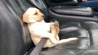 Funniest & Cutest Labrador Puppies - Funny Pup