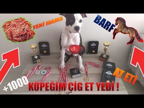 Köpeğim Çiğ Et Yedi - Efsane Bir Şey - At Eti !!! Köpek Maması -AktivDog