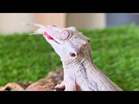 Coleonyx variegatusについて詳しく解説