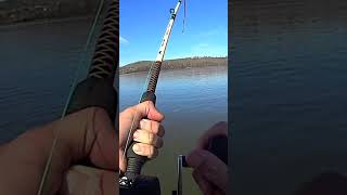 Catfish Gets DEVOURED By a GIANT!!!