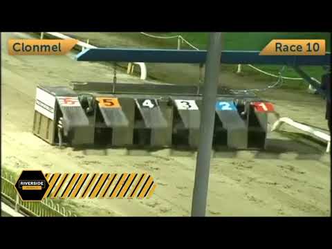 Bockos Melody - Buy & Sell Greyhound Trader Com Bitch Stake Semi Final