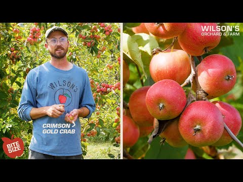 Crimson Gold Crab Apples | Bite Size