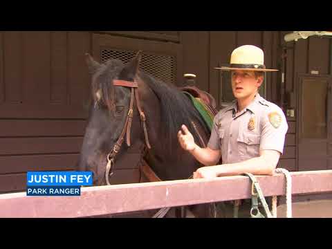 Inmate trained horses join Yosemite patrol team