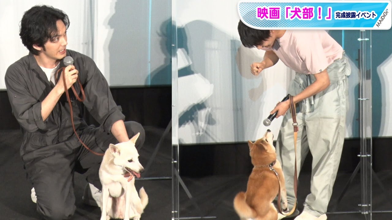 動画 林遣都 中川大志 犬と ほっこり 舞台あいさつ 映画 犬部 完成披露イベント Maidigitv マイデジｔｖ