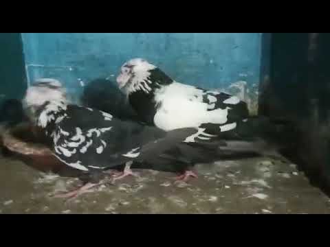 kabutr pair..#naturalvideo