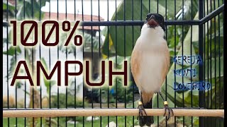 Download lagu CENDET STRESS PUN AKAN NYAUT APALAGI MASTERAN CENDET PASTI BAKAL NARUNG DIJAMIN. mp3