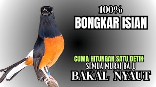 Download lagu PANCINGAN Murai Batu FIGHTER NEMBAK ISIAN KASAR !! Murai macet bunyi dengar ini langsung GACOR ISIAN mp3