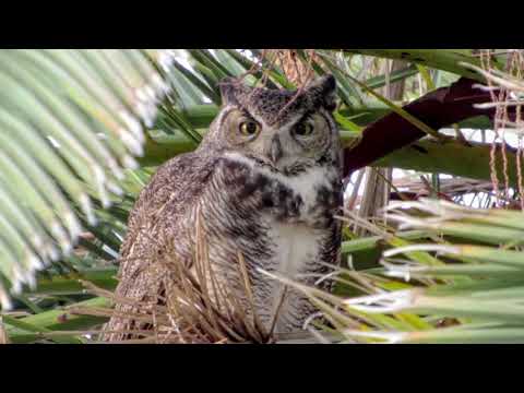 V39 Great Horned Owl cleaning its feet 20181206 MVI 4419