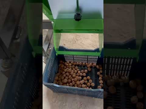 Ceviz Boş Ayırma Boylama Seti