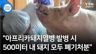 "아프리카돼지열병 발병 시 500미터 내 돼지 모두 폐기처분" / YTN 사이언스