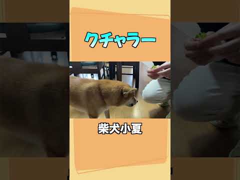 youtube-動物記事1970/01/01 09:00:00