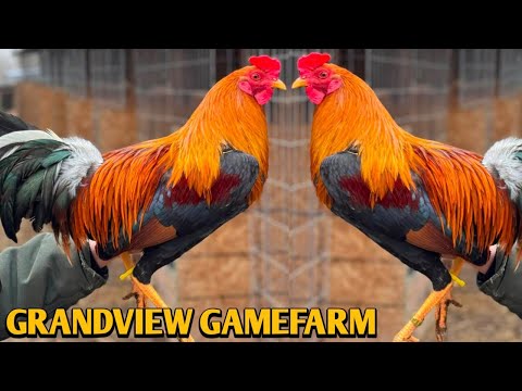 Sweater Yellow leg hatch Asil - GRANDVIEW FARM