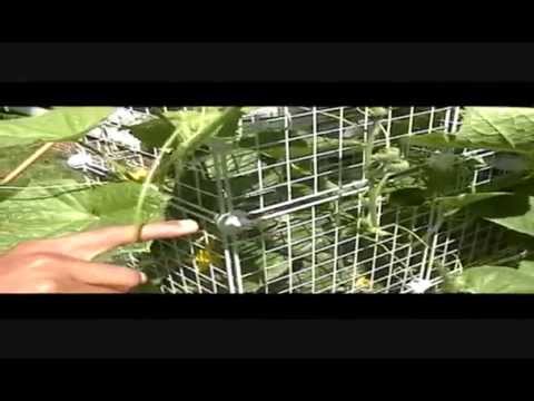 All about growing Cucumbers - Part 1