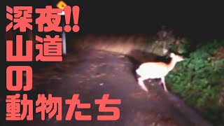 深夜!!パジェロミニで山道の動物たちに会って来ました!!!