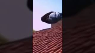 Stan Twitter: Man levitating while listening to Hold The Girl by Rina Sawayama