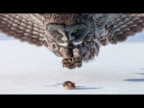Fox and owl hunting a mouse under the snow
