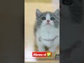 Cat Cats Pişik Animals