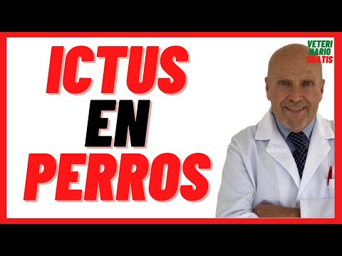 Stroke, Stroke or Embolism in Dogs 🔴Symptoms, Causes, Treatment and Sequelae 🔴