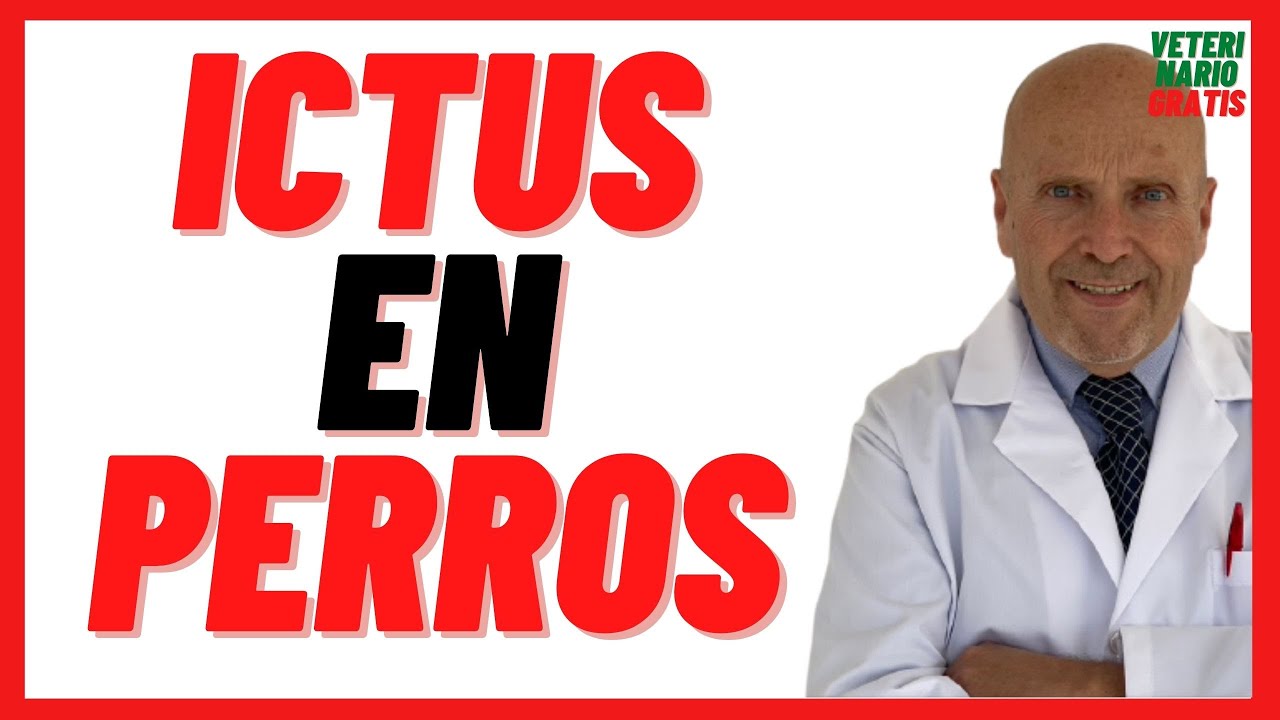 Ictus, Derrame Cerebral o Embolia en Perros 🔴Síntomas, Causas, Tratamiento y Secuelas 🔴