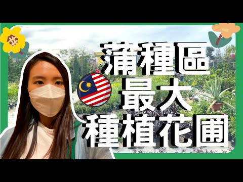 馬來西亞室外植物