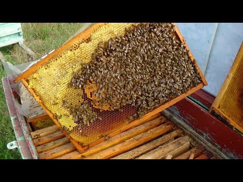 Состояние пасеки осенью, пчелы в сентябре