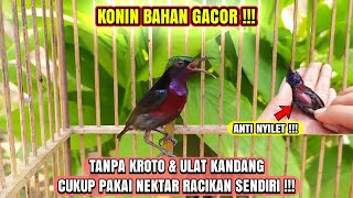 Download lagu GACOR❗HASIL PERAWATAN KONIN TANPA KROTO & ULAT KANDANG HANYA PAKAI NEKTAR RACIKAN❗ mp3 Download lagu GACOR❗HASIL PERAWATAN KONIN TANPA KROTO & ULAT KANDANG HANYA PAKAI NEKTAR RACIKAN❗ mp3