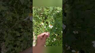 Download lagu tutorial foto bunga biar hasil Aesthetic#shorts #tips mp3