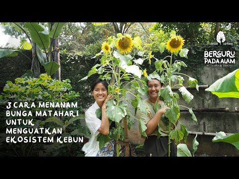 , title : '3 CARA MENANAM BUNGA MATAHARI UNTUK MENGUATKAN EKOSISTEM KEBUN'