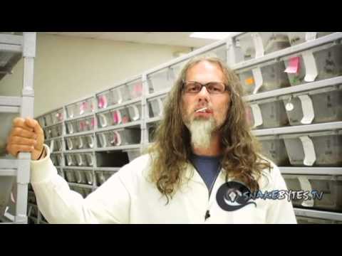 Snake Bytes TV - Hybrid Snakes : SnakeBytesTV