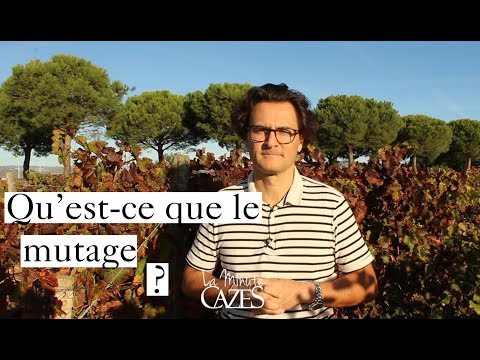 download lagu mp3 mp4 Mutage Vin, download lagu Mutage Vin gratis, unduh video klip Mutage Vin