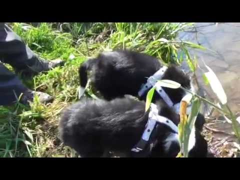 F- litter of Silent Storm ADVENTURES with 7 weeks