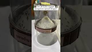 Do all mosquitoes carry dengue virus? #dengue #dengueawareness #didyouknow #mosquito #facts #shorts