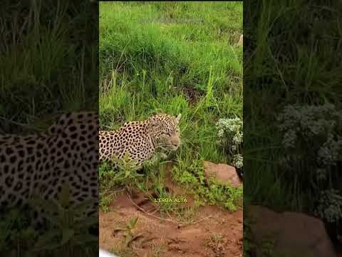 La iena lo guarda… 3 secondi dopo è già morta 🐆