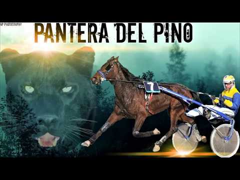 PANTERA DEL PINO THE TRIBUTE