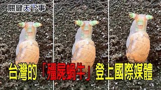 [問卦] 急！蝸牛爆殼後還能活嗎？？？