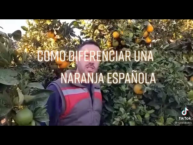 Naranjas españolas vs. sudafricanas: la lucha de los agricultores contra la 'invasión' de los pesticidas