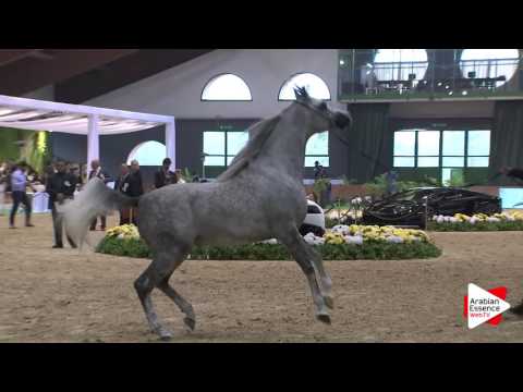 SEWC 2016 - AfterShow